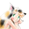 三毛猫